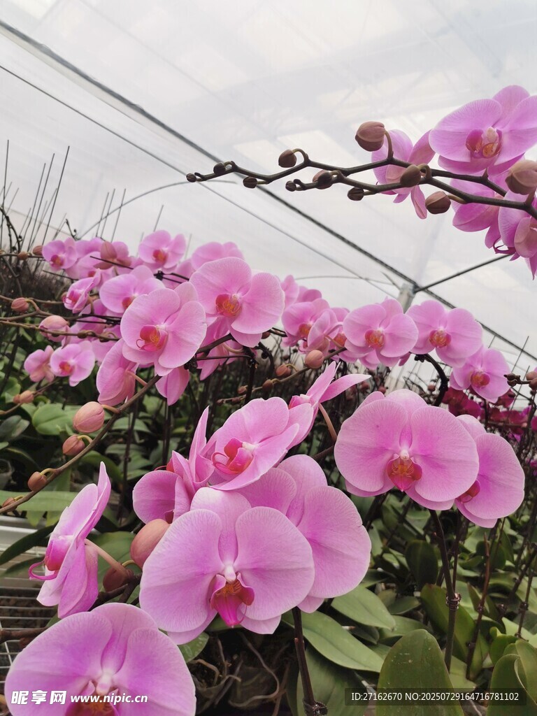蝴蝶兰