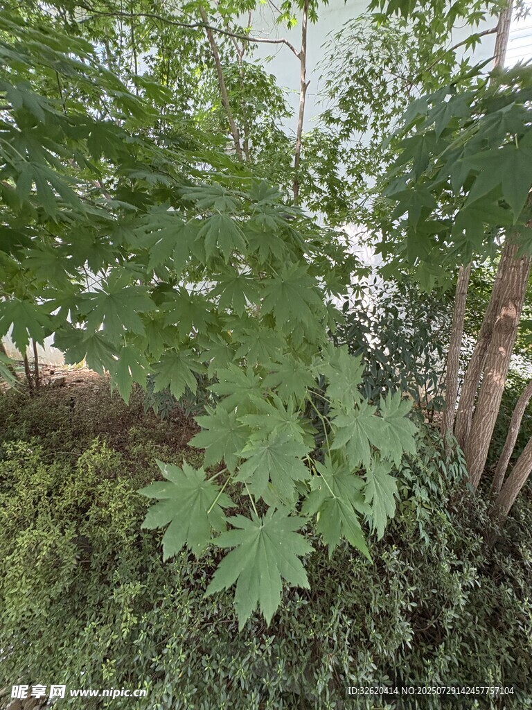 绿叶繁茂的植物景观