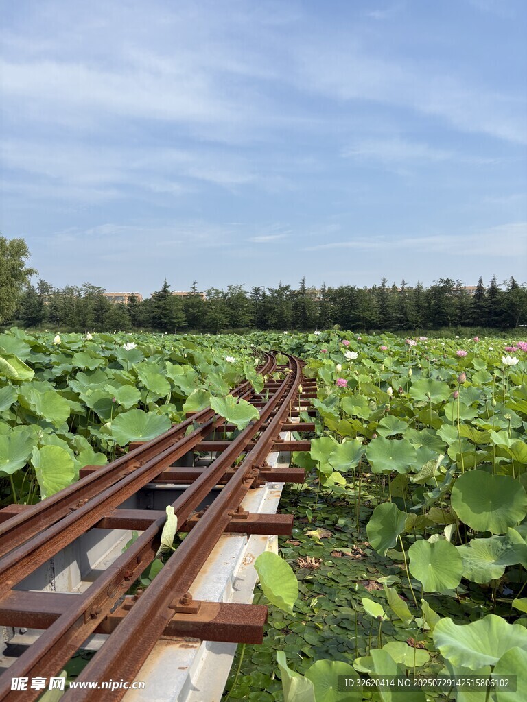 绿意盎然瓜田