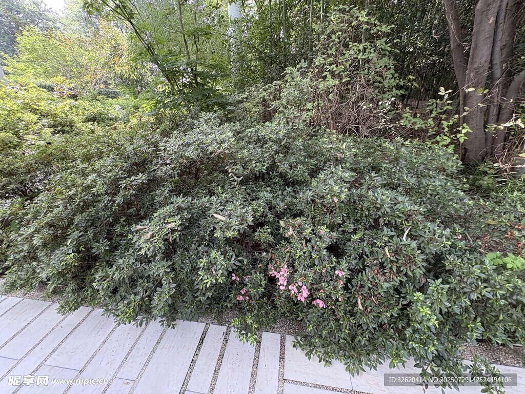 木栈道旁的繁茂绿植