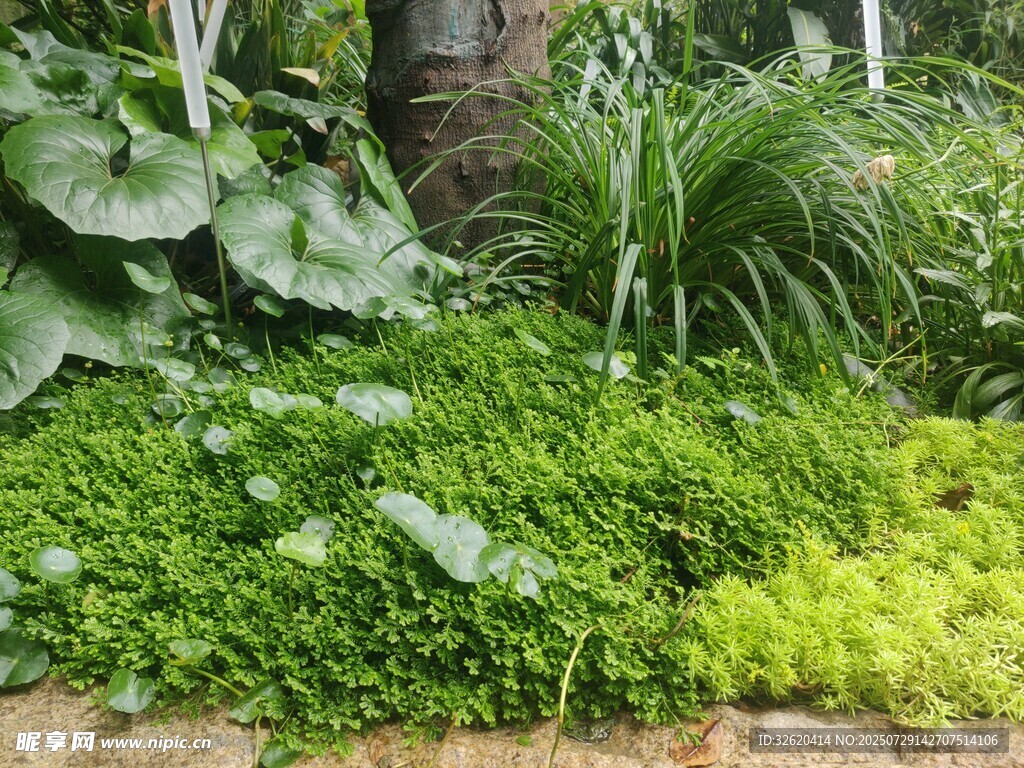 绿意盎然的植物景观