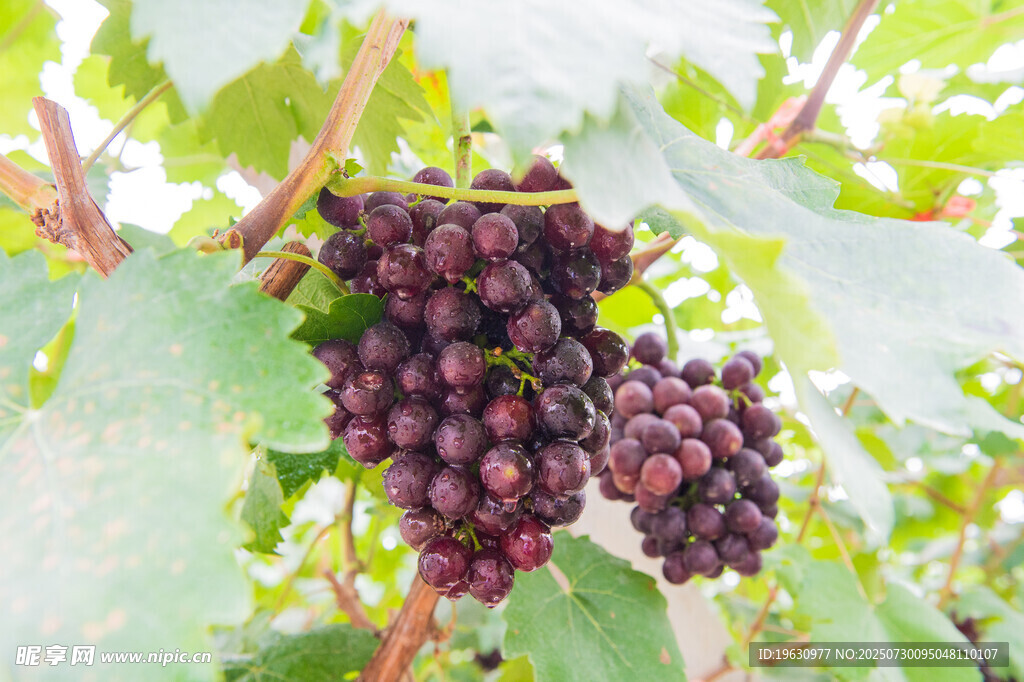 成熟紫葡萄