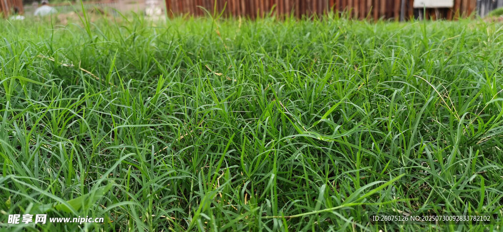 翠绿茂盛的草地景观