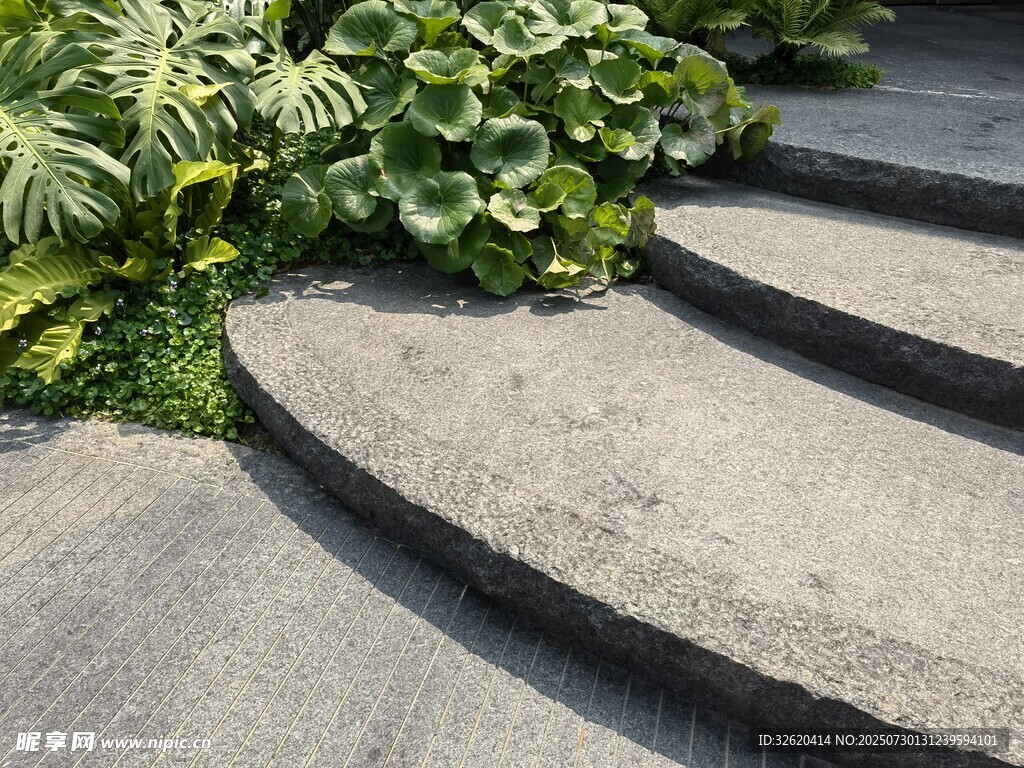 石板小径旁的绿植景观