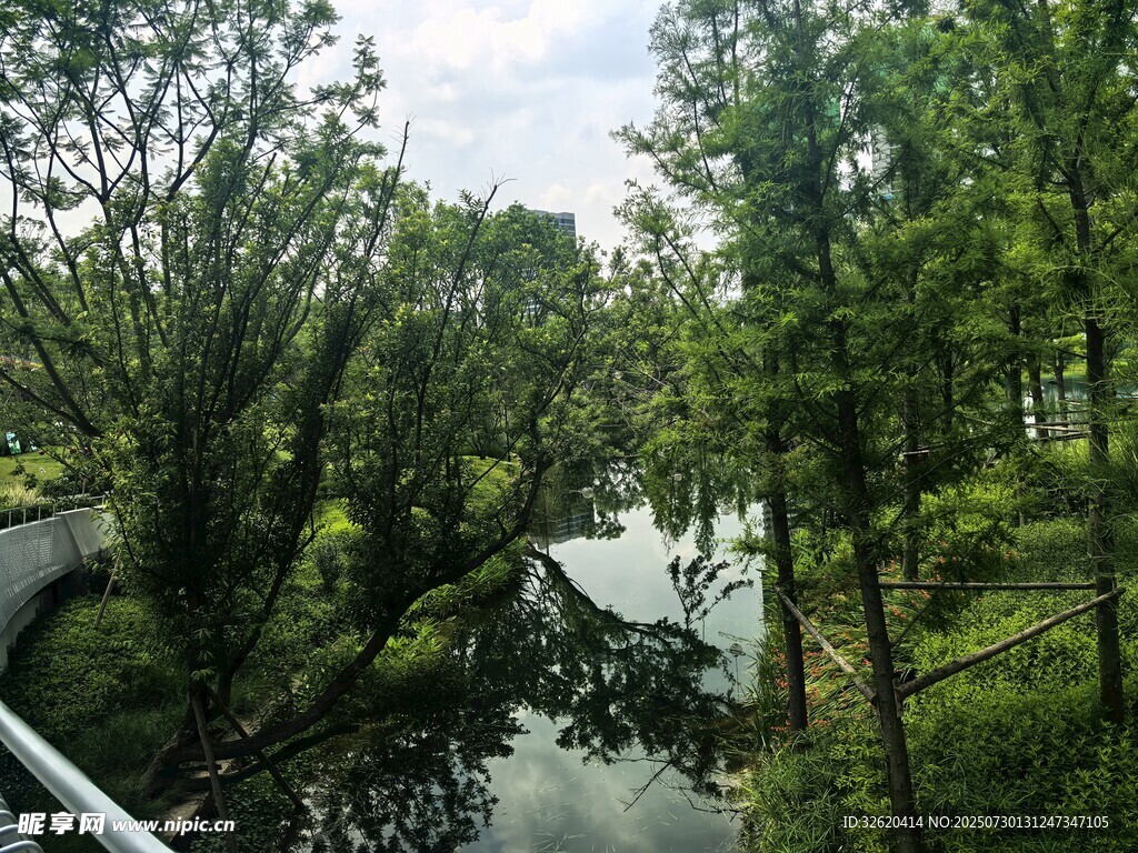 林间蜿蜒小河的自然景致