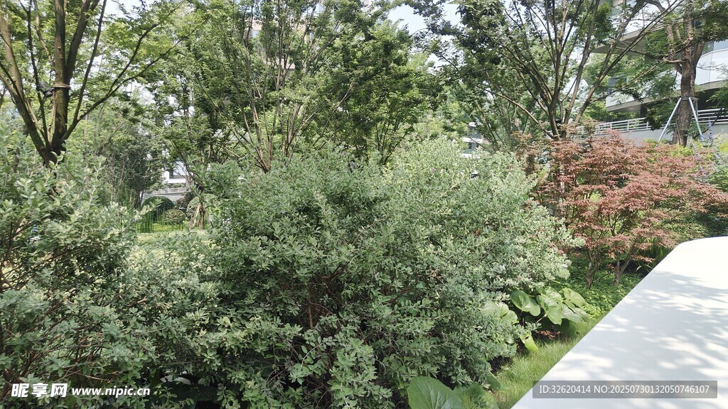 绿意盎然的户外植物景观