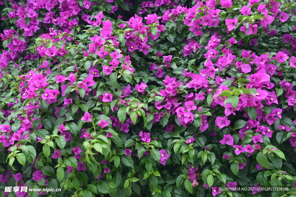 繁花似锦的紫色花卉景观