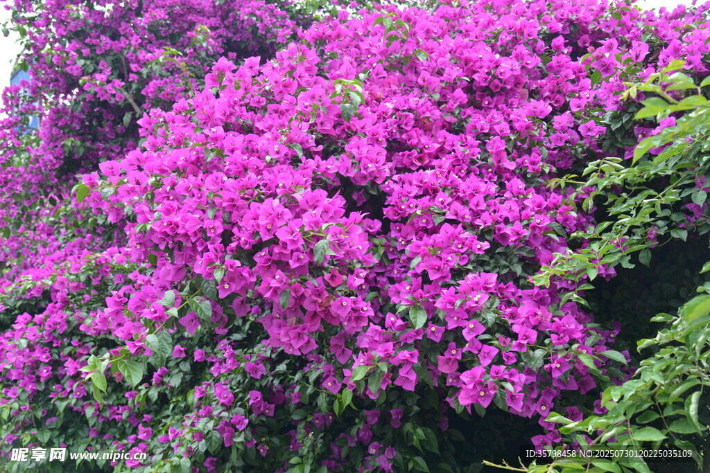 盛开的艳丽三角梅