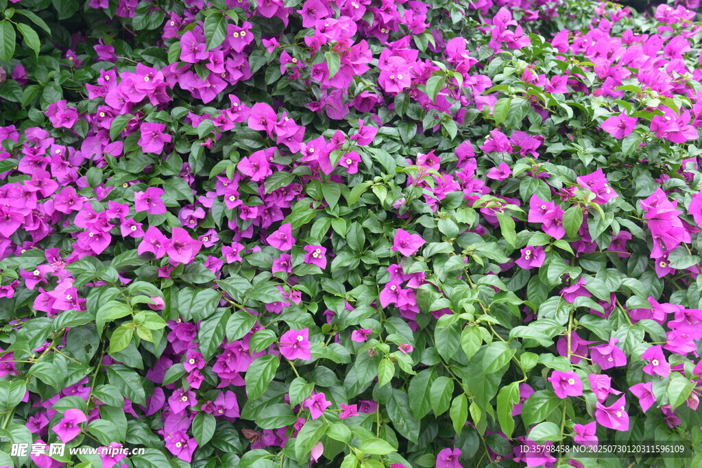 繁茂紫花三角梅绽放