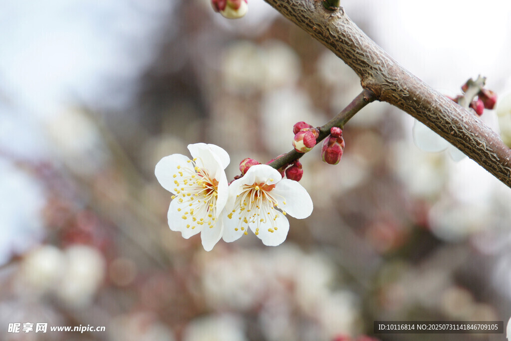 白梅花