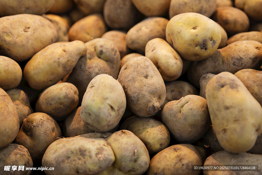 新鲜土豆特写