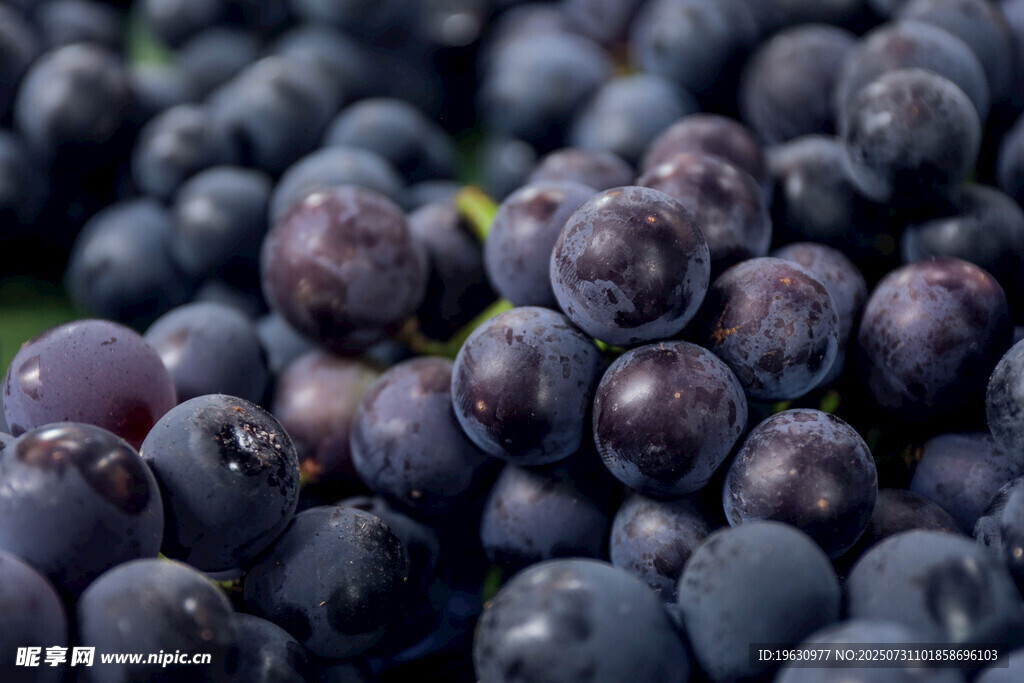 紫葡萄特写