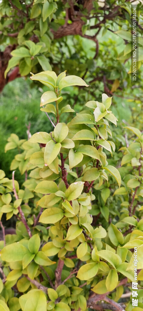 金叶植物特写