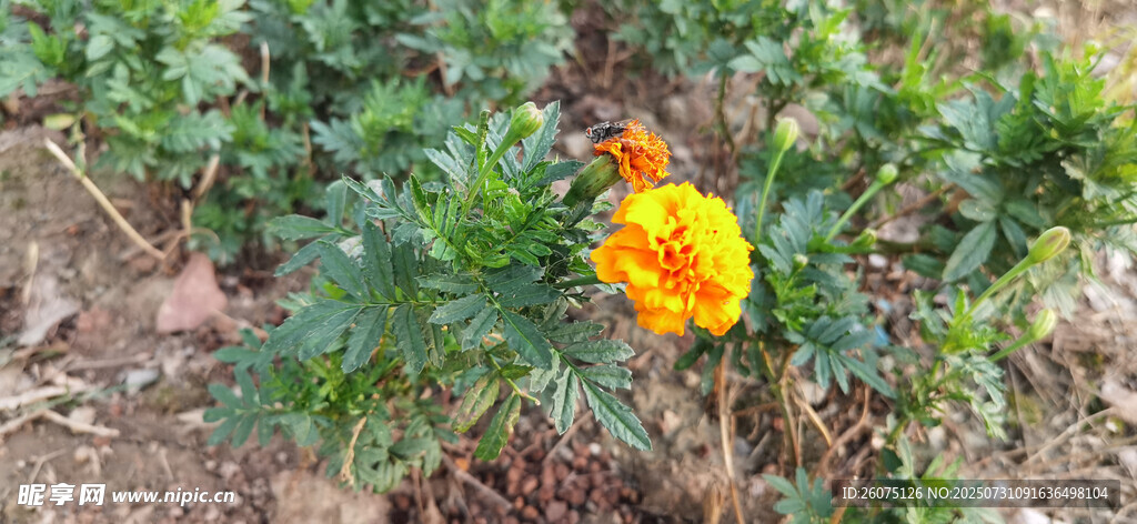娇艳绽放的单株黄色花朵