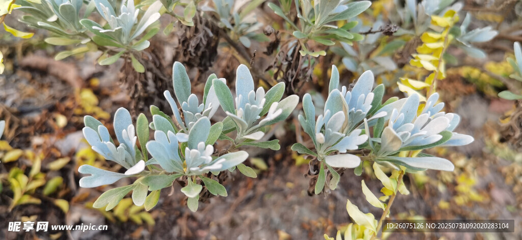 野外生长的灰绿色植物