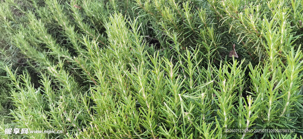 翠绿繁茂的迷迭香植物景观