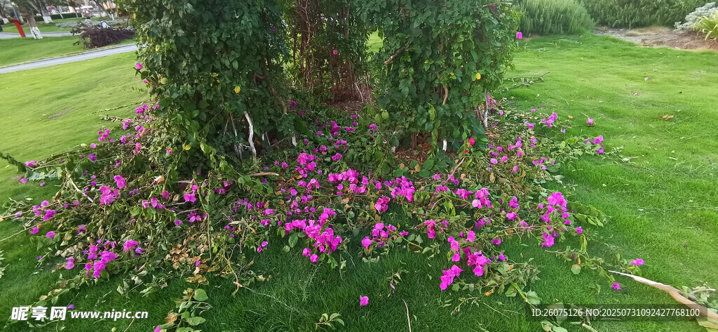 草地上散落凋零的花丛与葱郁绿植