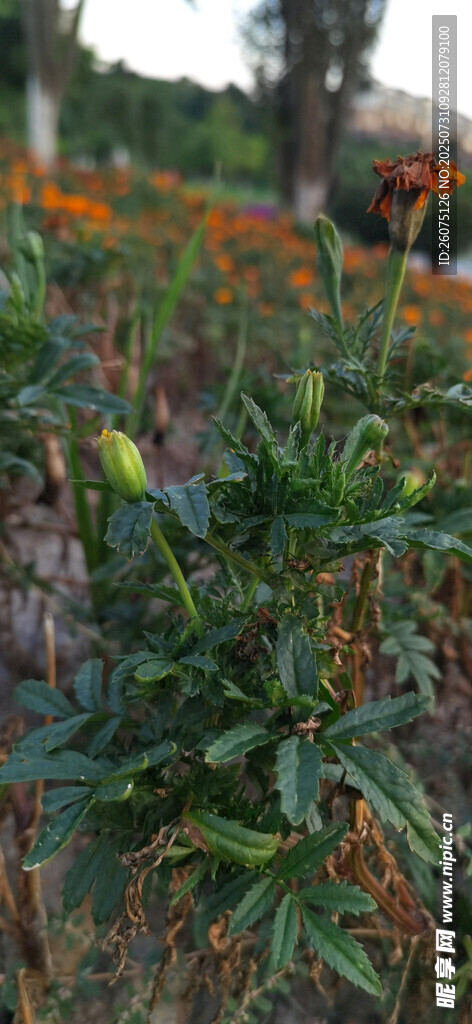 菊花植株景观