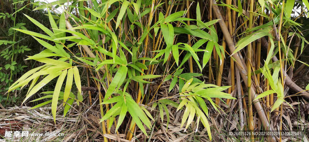 嫩绿新竹