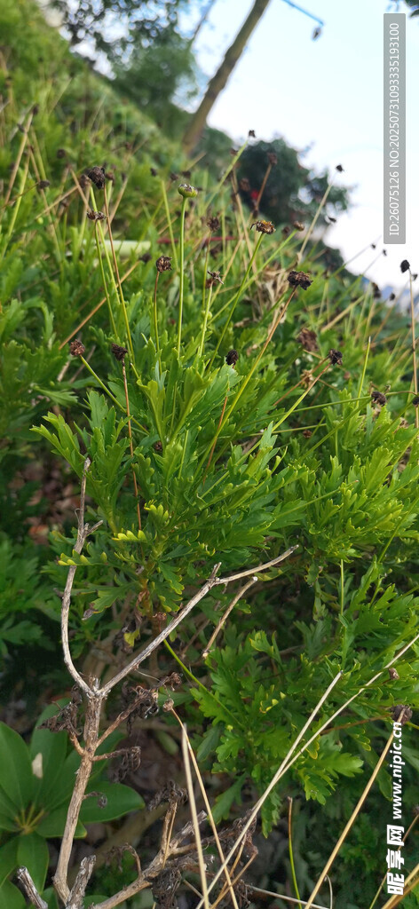 翠绿菊花植株