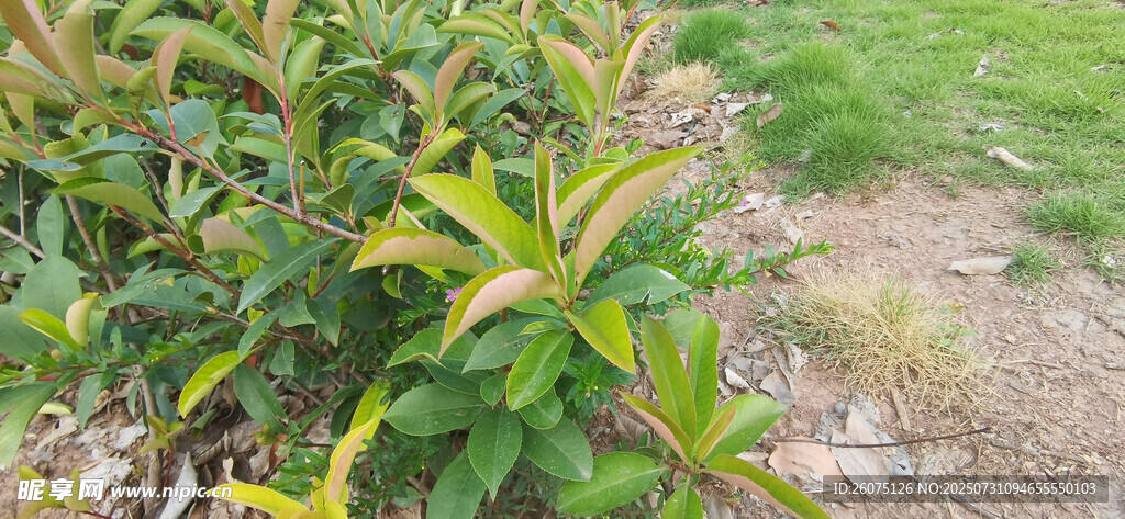 绿叶植物特写