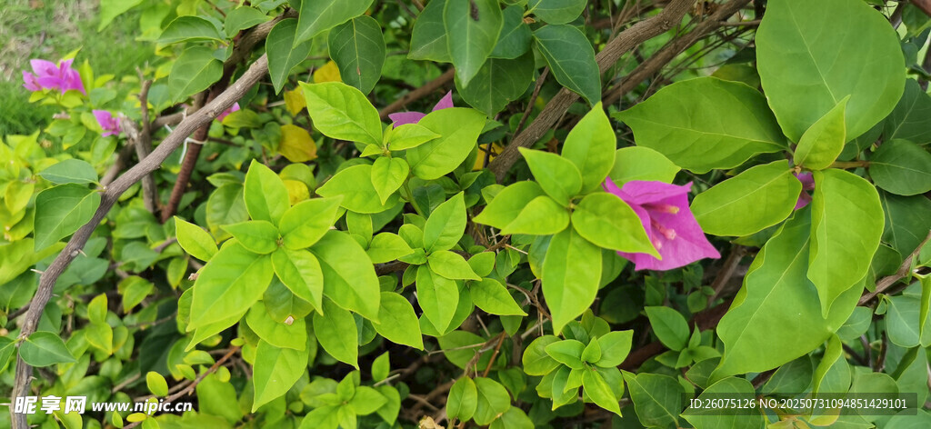 绿叶丛中的娇艳紫色三角梅花