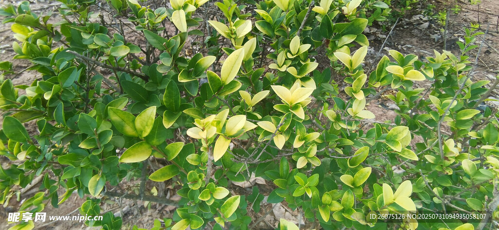 翠绿繁茂的植物叶片