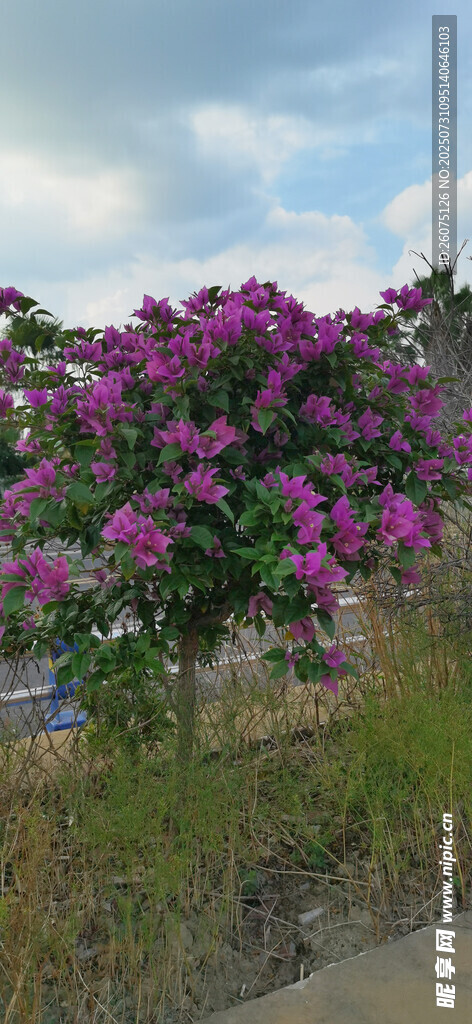 绽放的繁花