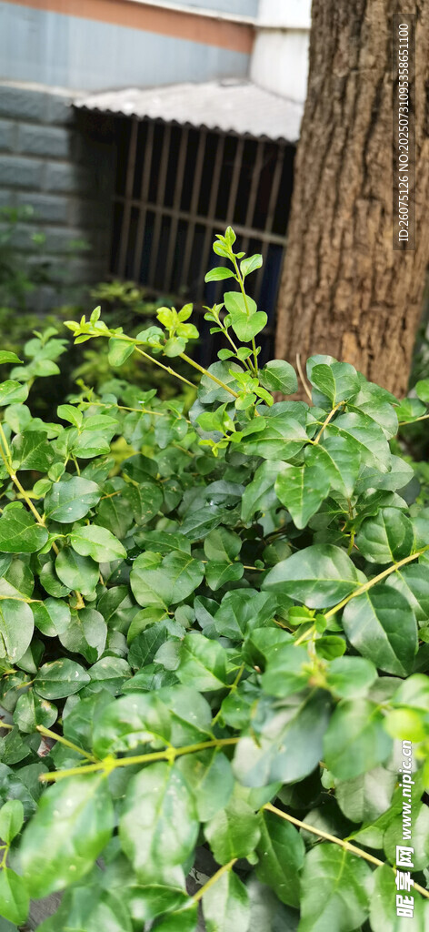 绿叶繁茂的植物景观