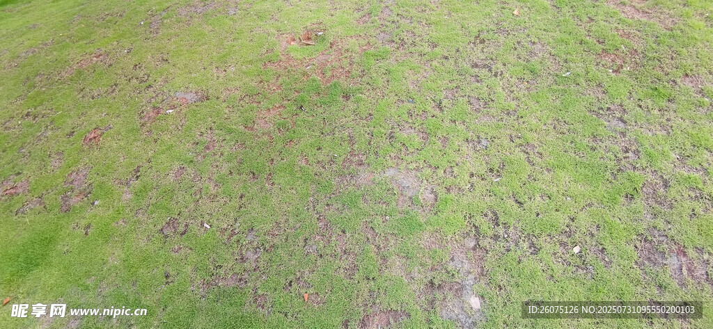斑驳的绿草地
