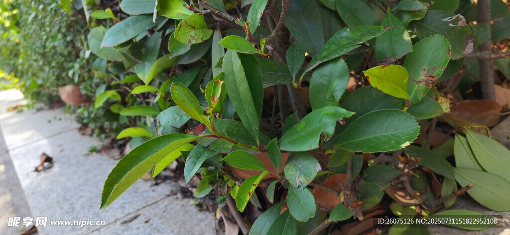 绿叶繁茂的植物景观