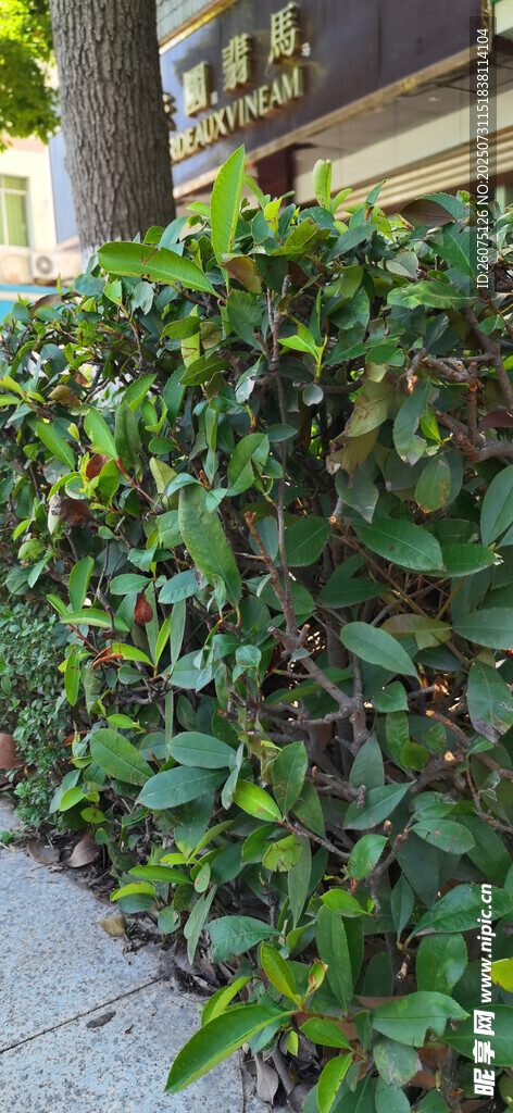 绿意盎然的户外绿植景观