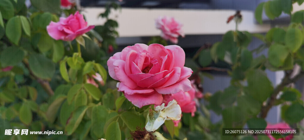 娇艳绽放的粉色月季花