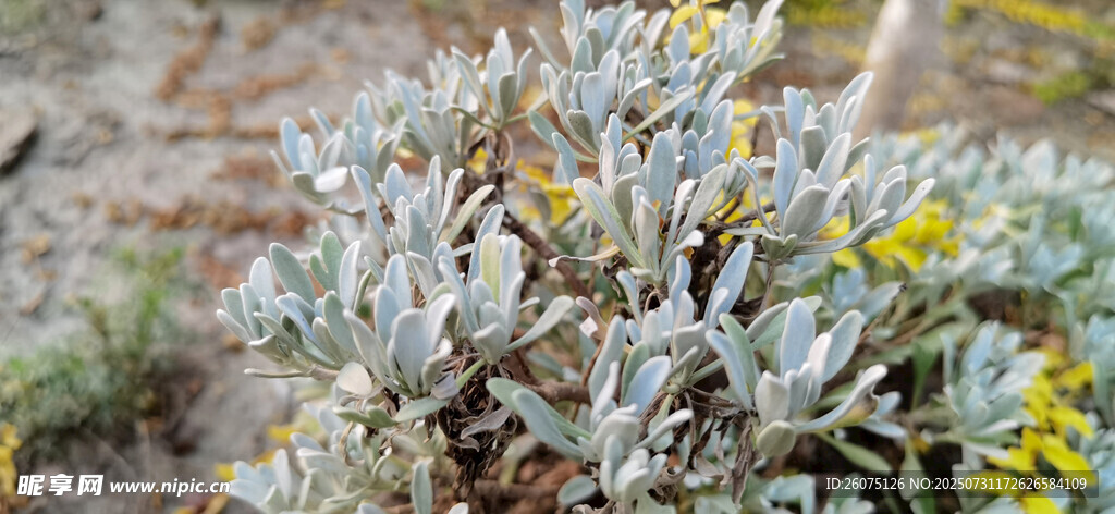 银叶植物与黄色小花