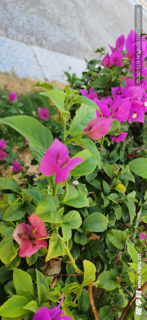 娇艳绽放的紫色三角梅花卉