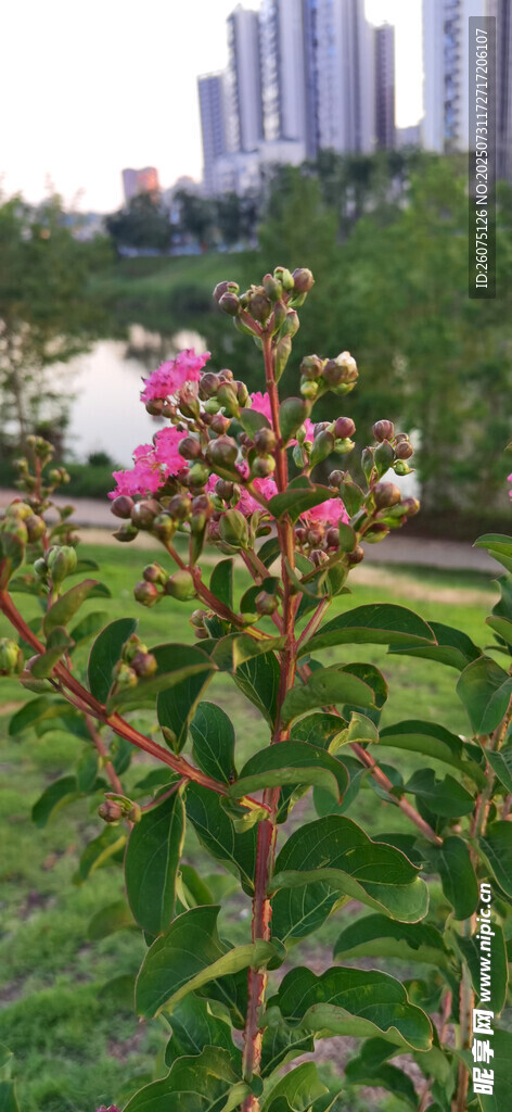湖畔绽放的娇艳粉色花朵