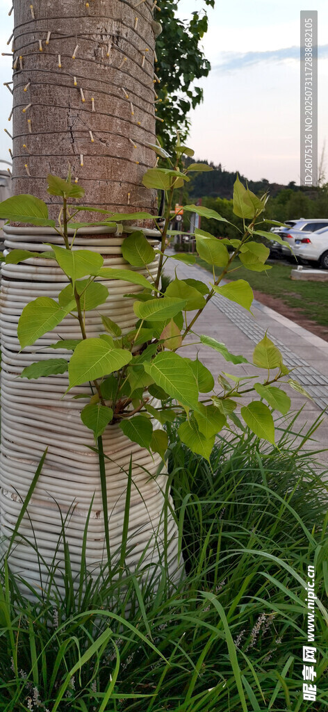 路边树干与新枝生机盎然