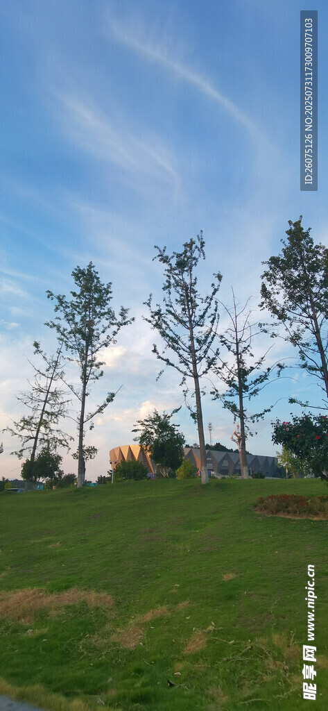 草地蓝天树木的美丽景致