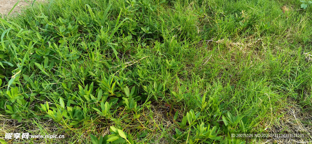 草丛里青草茁壮成长