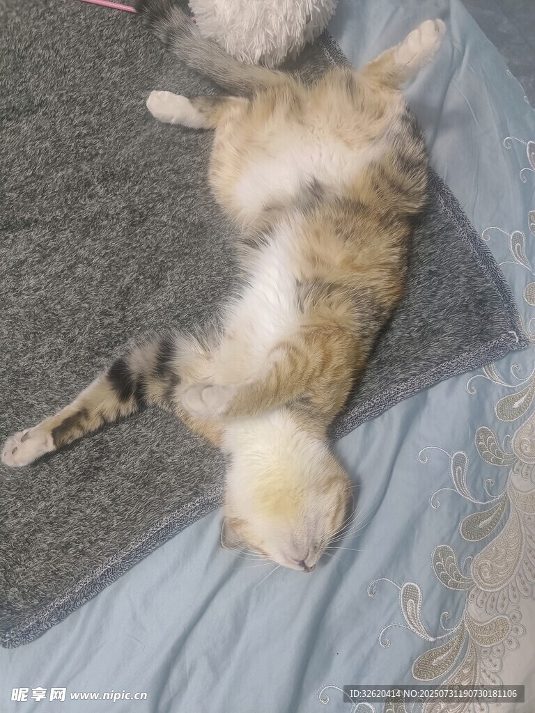 仰卧卖萌的可爱猫咪