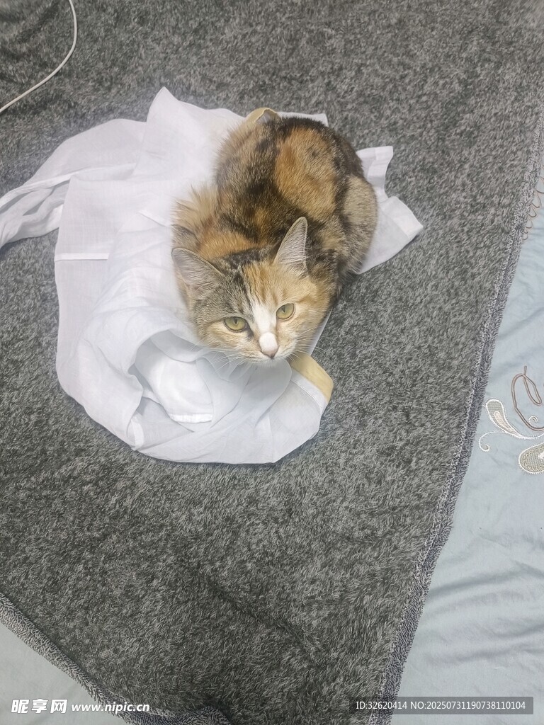小猫蜷缩在白色布上