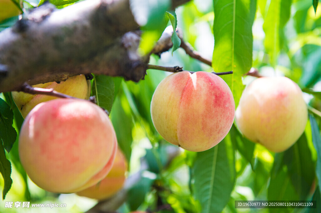 枝头鲜桃