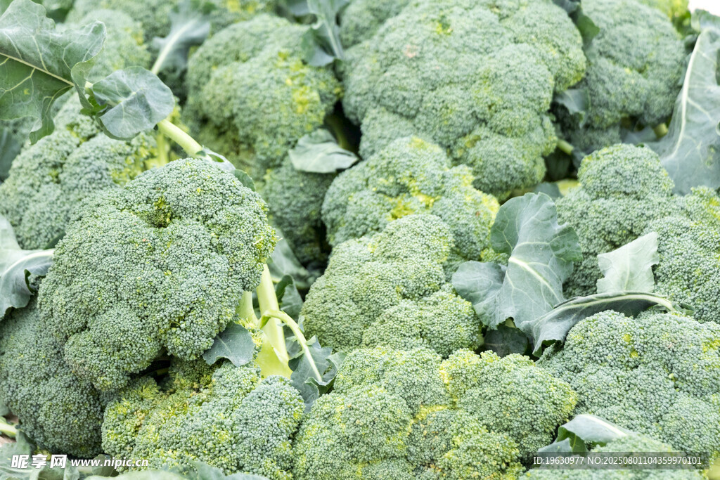 新鲜西兰花特写