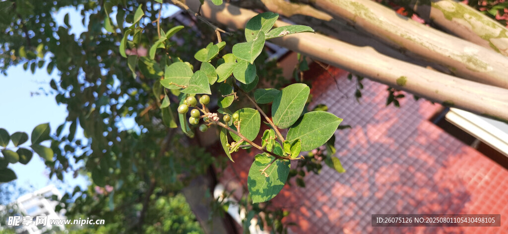 户外绿植与红墙建筑