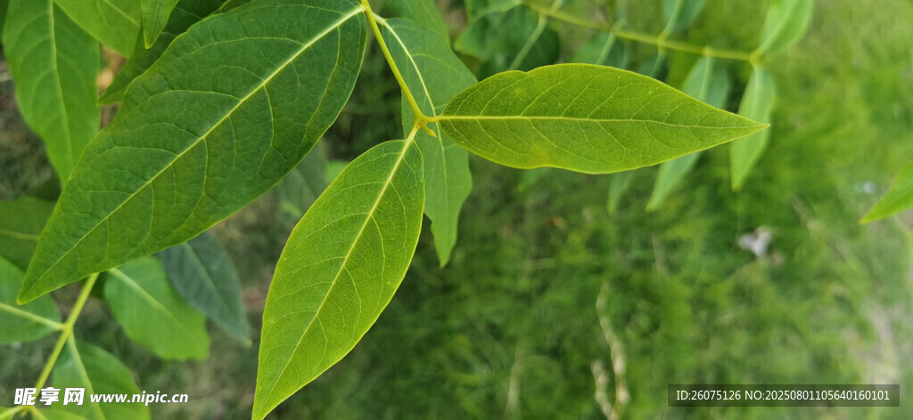 嫩绿叶片特写