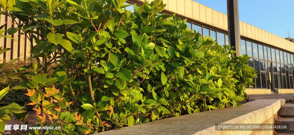 户外绿植与平层建筑景观