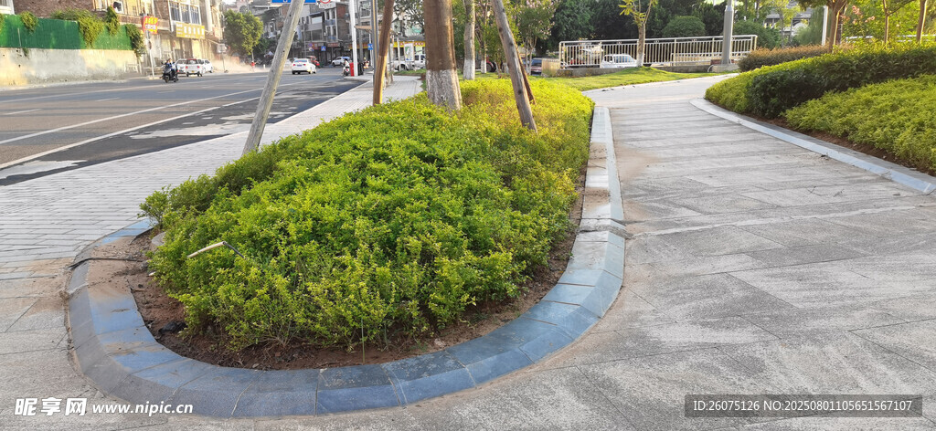 圆形花坛与绿植景观