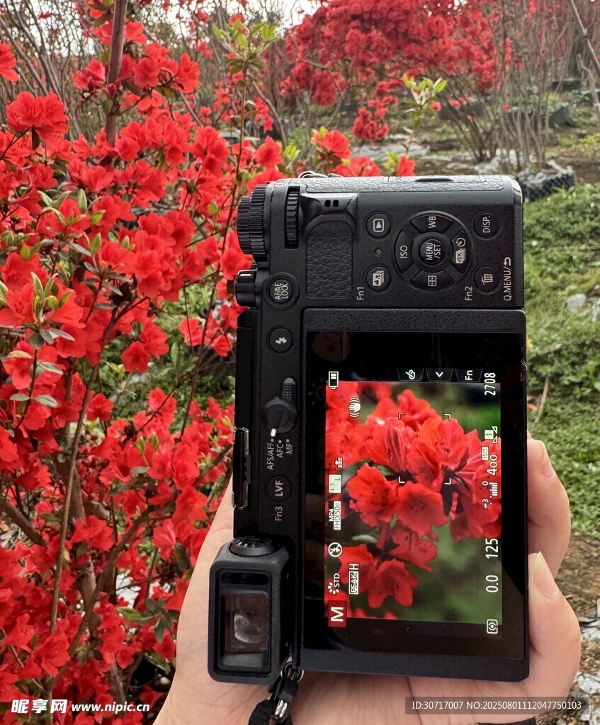 手持相机于盛放花丛前