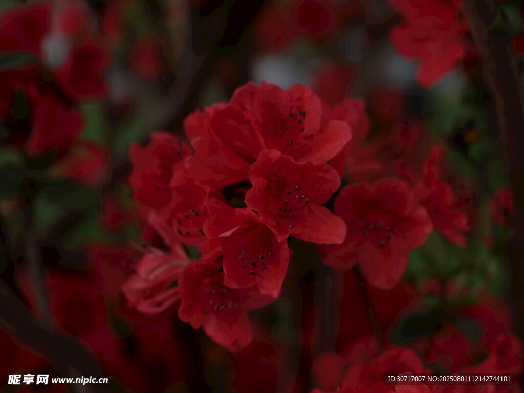 鲜艳红色花卉特写