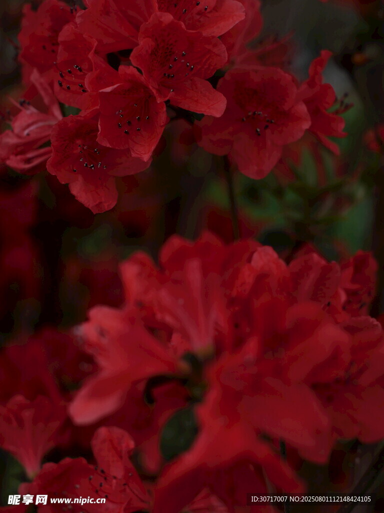 艳丽红花朵特写